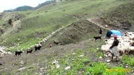 چوپان گله گوسفندHimalayan sheep farm  shepherd life  