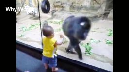 Funny Kids Trolling Animals at the Zoo  Funny Zoo Animals