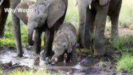 Funny Elephants  Cute Baby Elephant Videos  Cuddling Lap Elephants