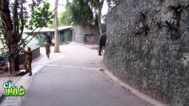 Elephants Dance At Dehiwala National Zoo Sri Lanka