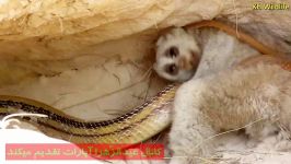 حمله غافلگیرکننده مار ترسناک به میمون چشم گرد تنبل Snake Attack Slow Loris ا HD