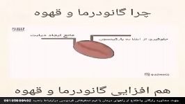 فواید وخواص قارچ گانودرما