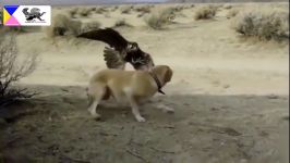 شکار جذاب غاز وحشی توسط عقاب