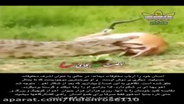 انسان بیرحمترین موجودی خلق شد.تمساح بعدازشکارآهومتوجه شدآهوبچه ای درشکم دارد