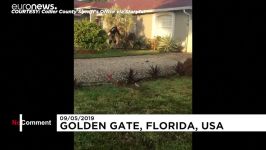 نیرنگ تمساح برای فرار دست ماموران پلیس فلوریدا