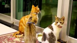 کلیپ خنده دار باحال گربه های بامزه کیوت 2019 Funny Cats and Kittens