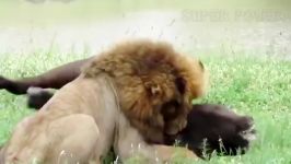 حمله نبرد شیرها بوفالو ها در حیات وحش
