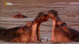 NatGeo وحشی  جنگ شیرهای جنگی Hippos  ملی جغرافیایی