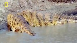 جنگ برای زنده ماندن حیات وحش در رودخانه خشک