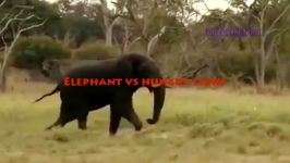 شیر در مقابل گاو نر فیل درخت خرگوش در مقابل فیل در حملات حیوانات مبارزه