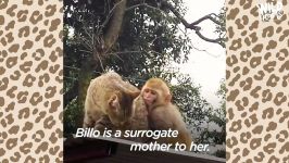 This Wild Baby Monkey is Obsessed With Her Cat  The Dodo Wild Hearts