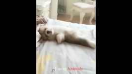 سگ گربهFunny and So Cute Dogs And Cats pilation 2019 #16  FunnyAnimals