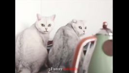 سگ گربهFunny And Cute Cats and Kitten Videos 2019 #14  Funny Animals