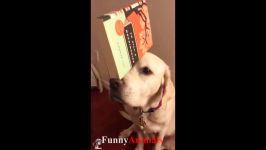 سگ گربهTry Not To Laugh or Grin While Watching Funny Dogs  Best Funny Dog