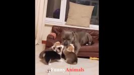 سگ گربه  Cute is Not Enough  Cute Dogs and Cats Doing Funny Things 2019 #14 