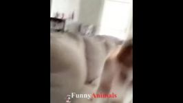 سگ گربه  Funny and Cute Dogs video pilation 2018  Funny Pet Videos