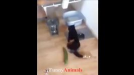 سگ گربه Funny and Cute Cat and Dog pilation 2018 #5  FunnyAnimals