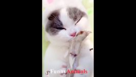سگ گربه Cute is Not Enough  Cute Cats and Kittens Doing Funny Things 2018 #11