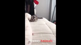 سگ گربه  Cute is Not Enough  Cute Cats and Kittens Doing Funny Things