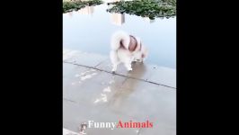 سگ گربه  Funny and Cute Cat and Dog pilation 2018 #4  FunnyAnimals