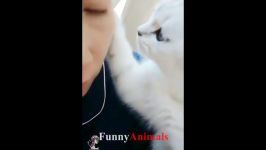 سگ گربه  Cute Cat and owners are the best friend pilation  Cats not angry