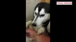 سگ گربه Husky Dogs just dont want to bath  Funny dog bathing pilation 2018