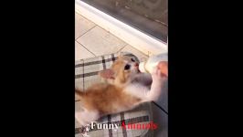 سگ گربه ♥Cute Cats and Kittens Doing Funny Things 2018♥ #8  Funny