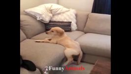 سگ گربه Funny And Cute Dogs and Puppy videos pilation 2018  FUNNY