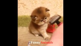 سگ گربه ♥Cute Cats and Kittens Doing Funny Things 2018♥ #6  Funny