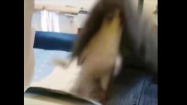 سگ گربه Funny and Cute Animal Videos Compilation 2018  funny animal videos