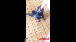 سگ گربه Cute cat and dog funny videos 2018  FunnyAnimals