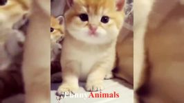 سگ گربه Cute Is Not Enough Funny Cats and Kitten Videos Compilation 2018
