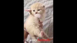 سگ گربه So many cute kittens videos pilation 2018 #1  FunnyAnimals