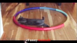 سگ گربه ♥Cute Dogs and Cats Doing Funny Things 2018♥ #9  FunnyAnimals