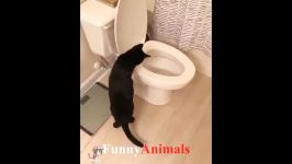 سگ گربه ♥Cute Cats and Kittens Doing Funny Things 2018♥ #3  Funny Cat