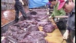 کشتار بی رحمانه نهنگ در ژاپن 1993