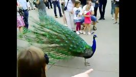 ▶بازکردن پر ناز طاووس