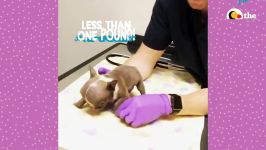 سگ وگربه های بامزه  Watch this 1 Pound Bulldog Puppy Grow Up to Have the