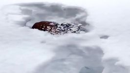 اولین حیوانات برف ❄ خنده دار حیوانات ناز ویدئو تالیف