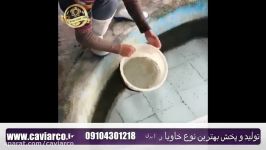 اضافه کردن بچه ماهی خاویار به حوضچه ها