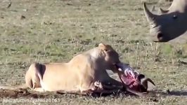 جنگ نبرد شیرها حیوانات عظیم الجثه بزرگ در حیات وحش