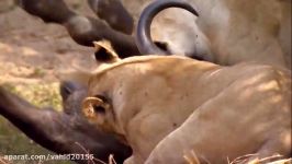 شکار بوفالو توسط شیرها در حیات وحش
