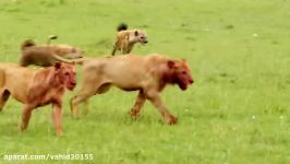 جنگ نبرد شیرها کفتارها در حیات وحش