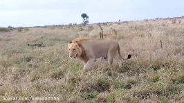 نبرد بوفالو گروهی شیرها در حیات وحش