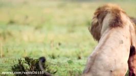 جنگ نبرد شیرها حیوانات در حیات وحش