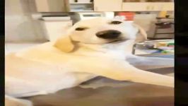 مداوای یک سگ آسیب دیده در کردان ، اتاق امداد حیوانات