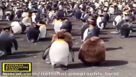 اشتباه گرفتن پنگوئن پشمالو بجای خانم پنگوئن