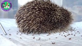 Removing Thousand Fleas From Hedgehog Rescue Hedgehog