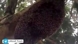 زنبورهایِ عسلِ غول پیکر برای محافظت لانه