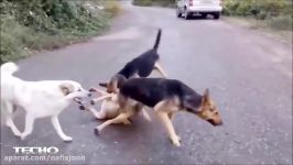 جنگ نبرد وحشیانه بین سگ های وحشی